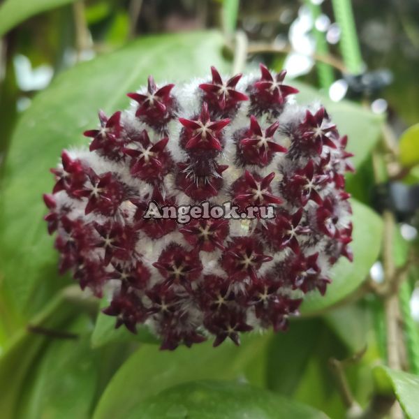 фото Хойя (Hoya sp. ut 042) черенок от магазина магазина орхидей Ангелок