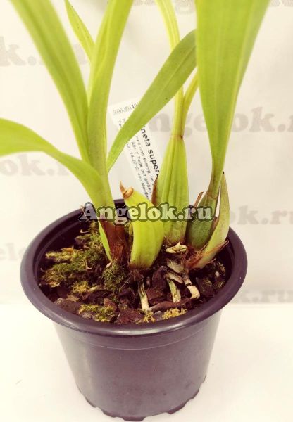 фото Ацинета (Acineta superba) от магазина магазина орхидей Ангелок