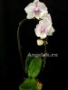 фото Фаленопсис Биг Лип (Phalenopsis Queen Kizz) от магазина магазина орхидей Ангелок