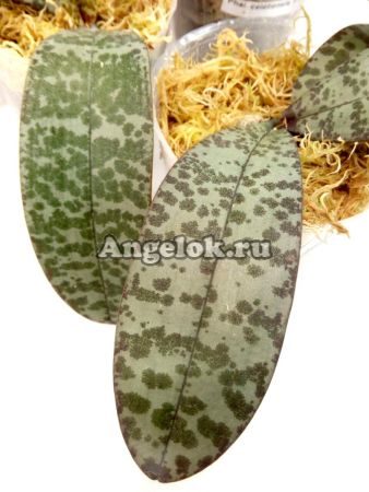 фото Фаленопсис целебесский (Phalaenopsis celebensis) от магазина магазина орхидей Ангелок