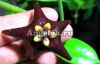 фото Хойя цилиата (Hoya Ciliata) от магазина магазина орхидей Ангелок