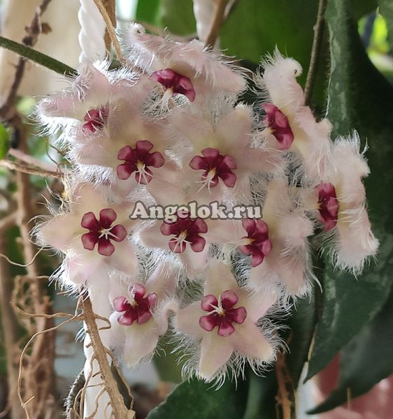 фото Хойя Каудата (Hoya caudata) черенок от магазина магазина орхидей Ангелок