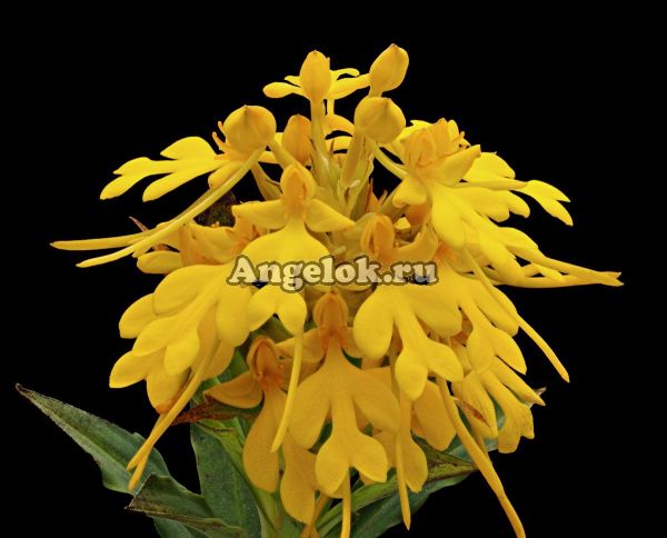 фото Хабенария (Habenaria rhodocheila Yellow) от магазина магазина орхидей Ангелок