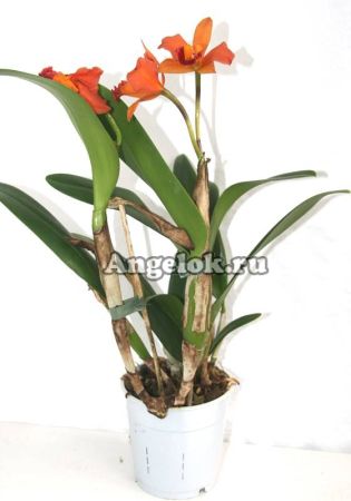 фото Каттлея (Cattleya) cat-18 от магазина магазина орхидей Ангелок