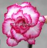 фото Адениум (Adenium obesum Miss Euro) от магазина магазина орхидей Ангелок