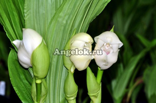 фото Ангулоа (Anguloa eburnea) от магазина магазина орхидей Ангелок