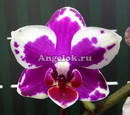 фото Фаленопсис (Phalaenopsis I-Hsin Agra '503') детка от магазина магазина орхидей Ангелок
