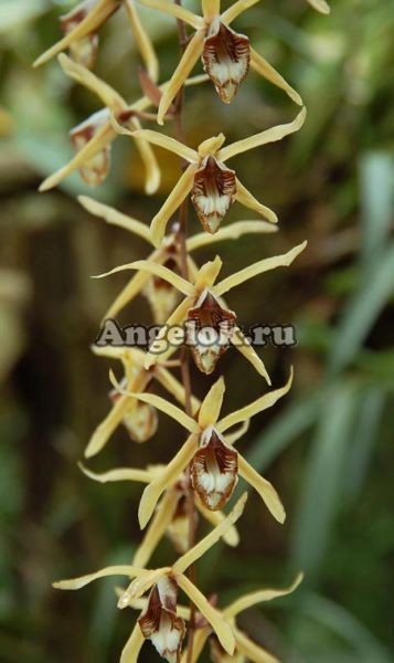 фото Целогина (Coelogyne pulverula) от магазина магазина орхидей Ангелок