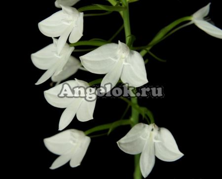 фото Хабенария (Habenaria lindleyana) от магазина магазина орхидей Ангелок