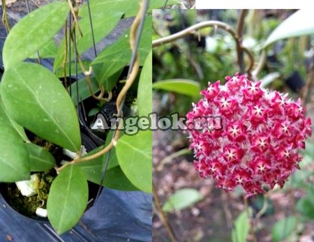 Хойя Миндоренсис (Hoya mindorensis 'Purple Star') черенок