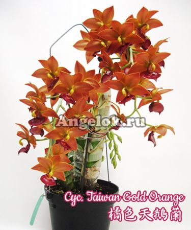 фото Цикнодес (Cyc.Taiwan Gold Orange) от магазина магазина орхидей Ангелок