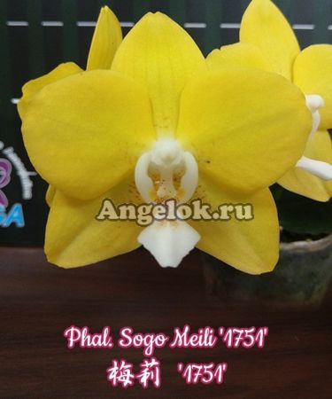 фото Фаленопсис (Phalaenopsis Sogo Meili '1751') Тайвань от магазина магазина орхидей Ангелок