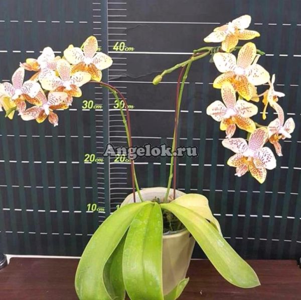 фото Фаленопсис (P.Tetra Star) Тайвань от магазина магазина орхидей Ангелок