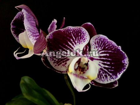фото Фаленопсис (Phalaenopsis Brazil '54263') от магазина магазина орхидей Ангелок