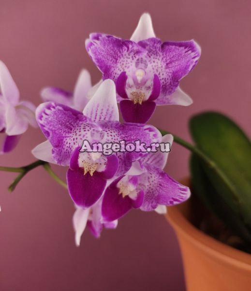 фото Фаленопсис Пелорик (Phalaenopsis Liu's Beauty Taiwan) от магазина магазина орхидей Ангелок