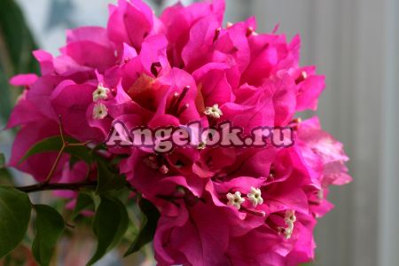 фото Бугенвиллия (Bougainvillea Vera Deep Purple) черенок от магазина магазина орхидей Ангелок