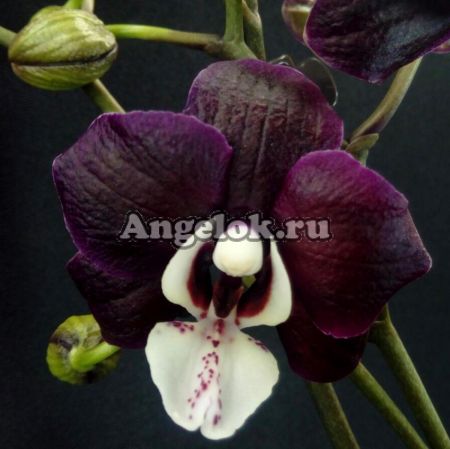 фото Фаленопсис Каода Твинкл (Phalaenopsis Kaoda Twinkle 'Chocolate Drops') от магазина магазина орхидей Ангелок