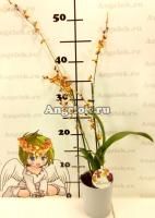 фото Ховеара Любимчик Чан-Тзи (Howeara Chian-Tzy Lovely) от магазина магазина орхидей Ангелок