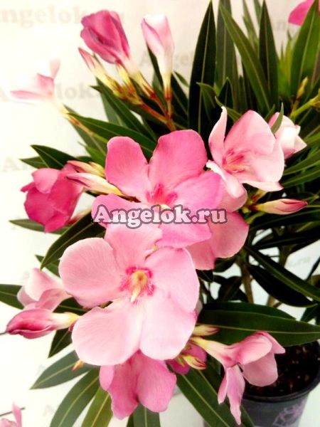 фото Олеандр (Nerium) розовый от магазина магазина орхидей Ангелок