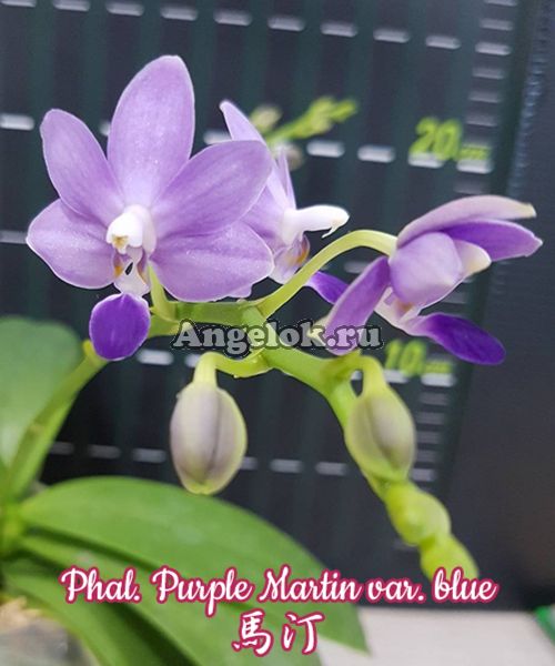фото Фаленопсис Мартин (Phalaenopsis Purple Martin var. blue) Тайвань от магазина магазина орхидей Ангелок