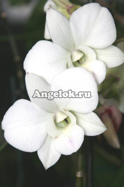 фото Дендробиум фаленопсис (Dendrobium Phalaenopsis ) d-18 от магазина магазина орхидей Ангелок