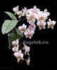 фото Фаленопсис Филадельфия (Phalaenopsis Philadelphia) от магазина магазина орхидей Ангелок
