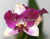 Каттлея (Cattleya) cat-19