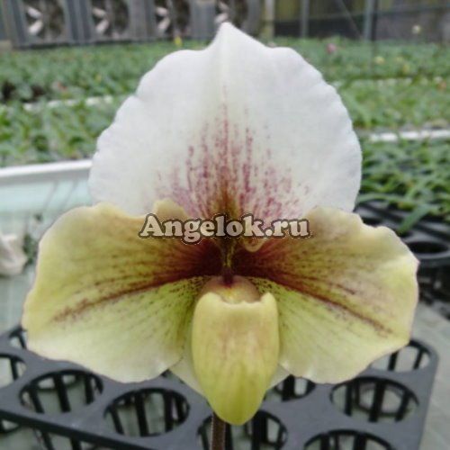 фото Пафиопедилум (Paph. Valwin × niveum) от магазина магазина орхидей Ангелок