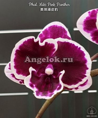 фото Фаленопсис Биг Лип (Phalaenopsis Miki Pink Panther) Тайвань от магазина магазина орхидей Ангелок