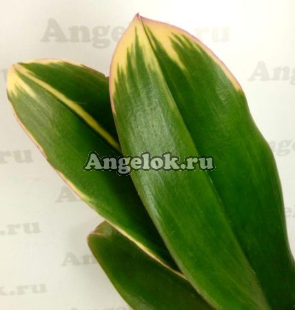 фото Фаленопсис вариегатный (Phalaenopsis Pearl Beauty) Тайвань от магазина магазина орхидей Ангелок