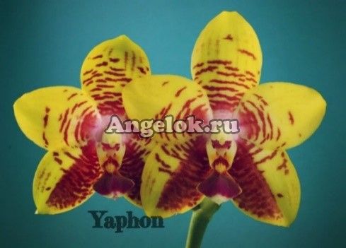 фото Фаленопсис (Phalaenopsis Orchid World 'Bonnie Vasquez') Тайвань от магазина магазина орхидей Ангелок