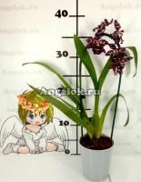 фото Камбрия (Odontioda Stirbic Purple) от магазина магазина орхидей Ангелок