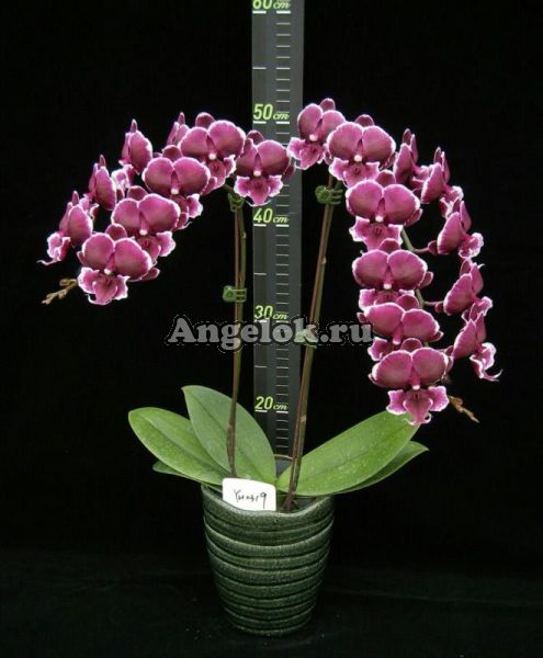 фото Фаленопсис Биг Лип (Phalaenopsis Younghome Pearl) Тайвань от магазина магазина орхидей Ангелок
