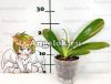 Фаленопсис Иероглифика (Phalaenopsis hieroglyphica)