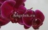 фото Фаленопсис (Phalaenopsis ) ph-51 от магазина магазина орхидей Ангелок