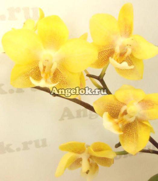 фото Фаленопсис Желтый Шоколад (Phalaenopsis Yellow Chocolate) Тайвань от магазина магазина орхидей Ангелок