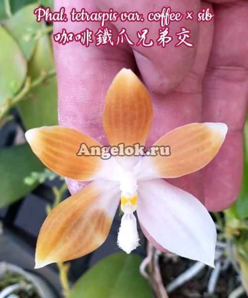 фото Фаленопсис Тетраспис (Phalaenopsis tetraspis var. coffee × sib) детка Тайвань от магазина магазина орхидей Ангелок