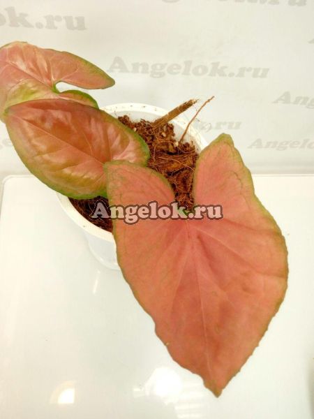 фото Сингониум (Syngonium Red strawberry) от магазина магазина орхидей Ангелок