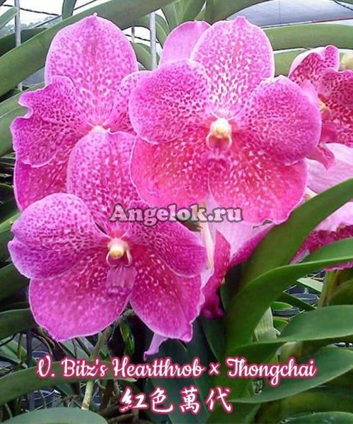 фото Ванда детка (V. Bitz's Heartthrob × Thongchai) Тайвань от магазина магазина орхидей Ангелок