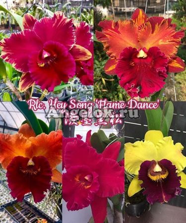 фото Каттлея (Rlc. Hey Song 'Flame Dance') Тайвань от магазина магазина орхидей Ангелок