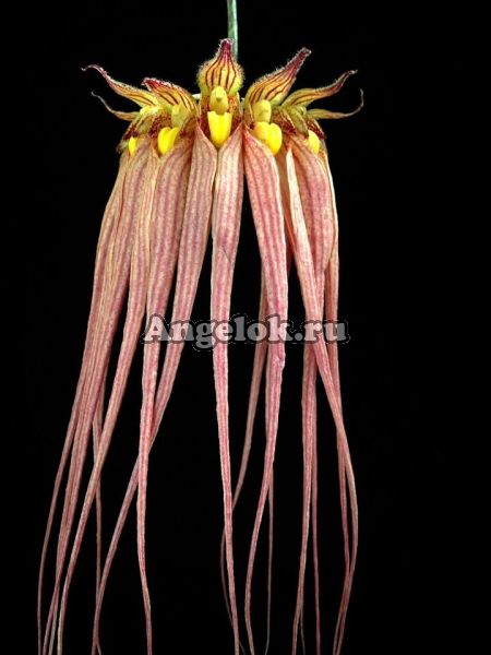 Бульбофиллум длинноцветковый (Bulbophyllum longissimum)