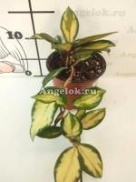 Хойя карноза Экзотика (Hoya Carnosa Exotica)