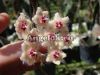 фото Хойя Каудата (Hoya caudata) от магазина магазина орхидей Ангелок