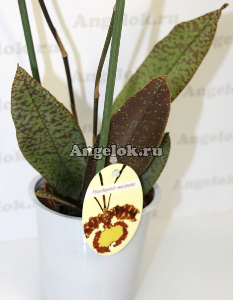 фото Психопсис (Psychopsis Mariposa Green Valley) от магазина магазина орхидей Ангелок