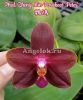 фото Фаленопсис (Phalaenopsis Zheng Min Parakeet 'Peter') Тайвань от магазина магазина орхидей Ангелок