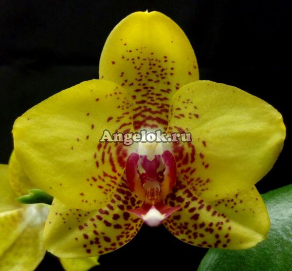 фото Фаленопсис (Phalaenopsis Ark's Kaiulani) Тайвань от магазина магазина орхидей Ангелок