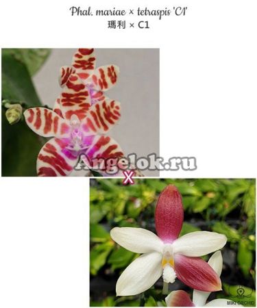 фото Фаленопсис Марии на Тетраспис (Phalaenopsis  mariae × tetraspis 'C1') от магазина магазина орхидей Ангелок