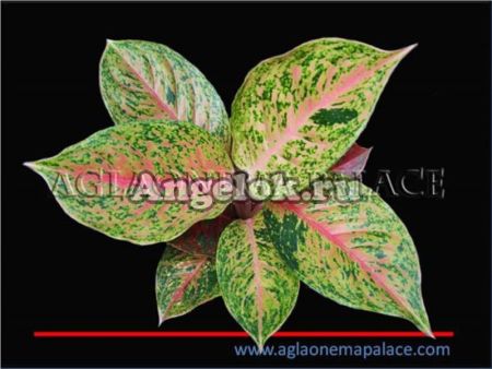 фото Аглаонема (Aglaonema Luk sub) от магазина магазина орхидей Ангелок