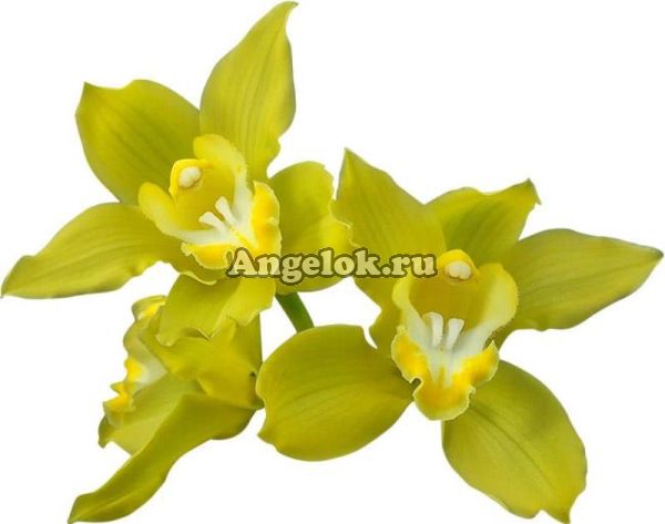 фото Цимбидиум (Cymbidium Pure Glory) от магазина магазина орхидей Ангелок