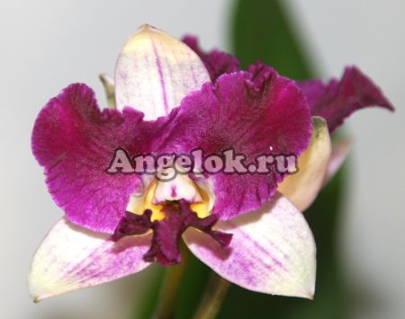 фото Каттлея (Cattleya) cat-19 от магазина магазина орхидей Ангелок